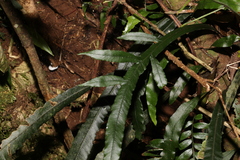 Blechnum patersonii