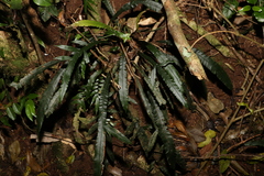 Blechnum patersonii