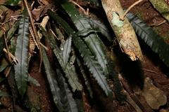 Blechnum patersonii