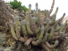 Eulychnia breviflora