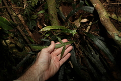Blechnum patersonii