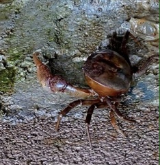 Trichodactylidae