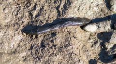 Haemopis sanguisuga