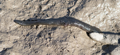 Haemopis sanguisuga
