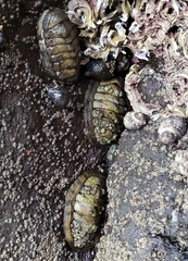 Sypharochiton pelliserpentis