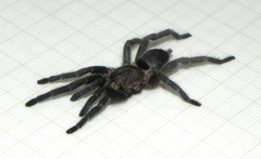 Dolichothele exilis