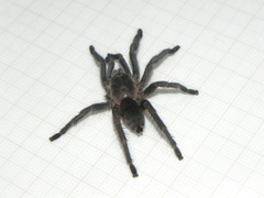 Dolichothele exilis