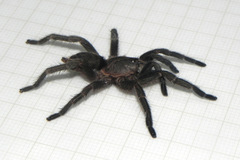 Dolichothele exilis