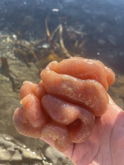 Aplidium californicum