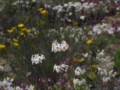 Leucocoryne coronata