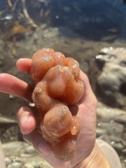 Aplidium californicum