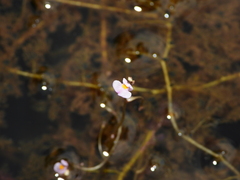 Utricularia hydrocarpa
