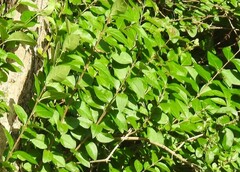 Ligustrum ovalifolium