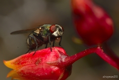 Calliphoridae