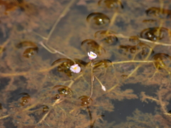 Utricularia hydrocarpa