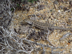 Liolaemus atacamensis