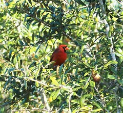 Cardinalis cardinalis