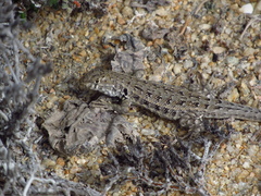 Liolaemus atacamensis