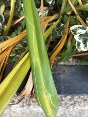 Ophiomyia kwansonis