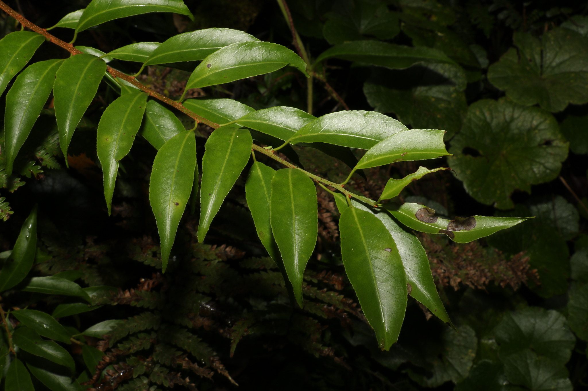 Celastrus australis