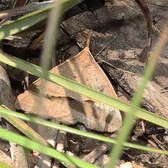 Epidesmia hypenaria