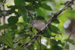 Newtonia brunneicauda