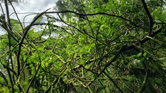 Passiflora tetrandra