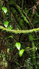 Passiflora tetrandra