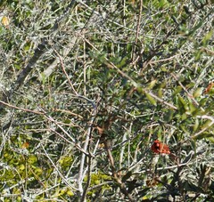 Cardinalis cardinalis