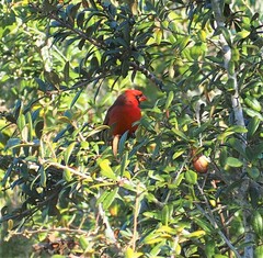 Cardinalis cardinalis