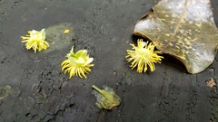Passiflora tetrandra
