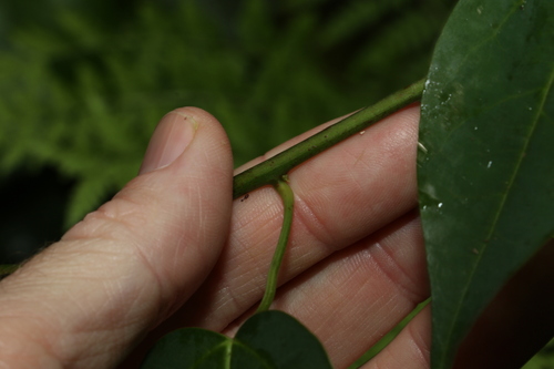 Image of Berberidopsis beckleri by (c) Greg Tasney, some rights reserved (CC BY-SA)