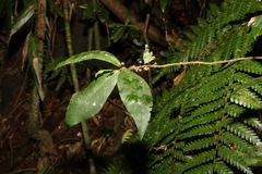 Myrsine subsessilis