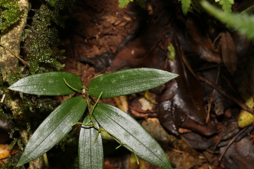 Image of Drymophila moorei by (c) Greg Tasney, some rights reserved (CC BY-SA)