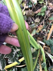 Ophiomyia kwansonis
