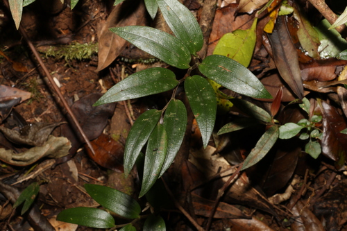 Image of Drymophila moorei by (c) Greg Tasney, some rights reserved (CC BY-SA)