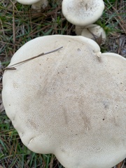 Macrocybe
