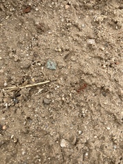 Pogonomyrmex californicus