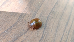 Dicranosterna semipunctata