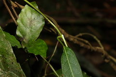 Leichhardtia rostrata