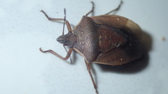 Tibraca limbativentris