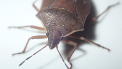 Tibraca limbativentris