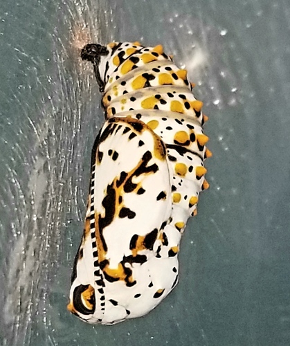Baltimore Checkerspot
