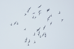 Streptoprocne zonaris