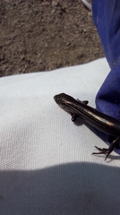 Plestiodon septentrionalis