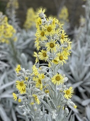 Senecio niveoaureus