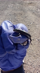 Plestiodon septentrionalis