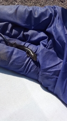 Plestiodon septentrionalis