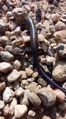 Plestiodon septentrionalis