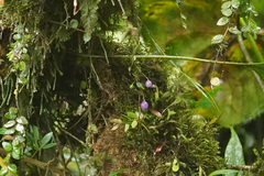 Sphyrospermum buxifolium